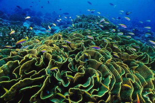 Природа подводного мира (39 фото)