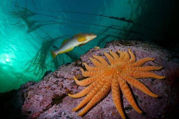 Природа подводного мира (39 фото)