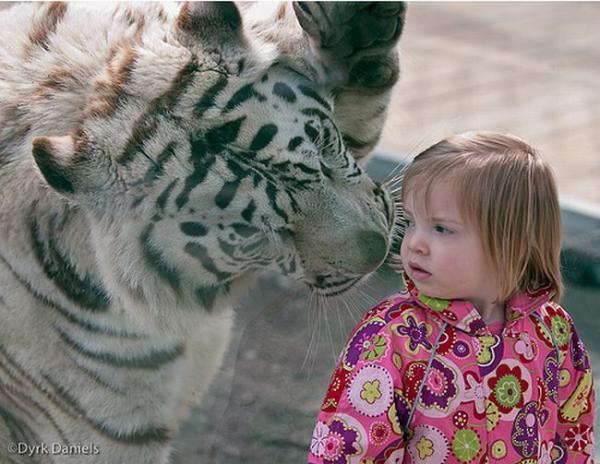 Дети и тигры (3 фото)