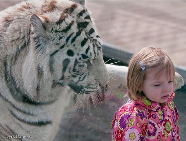 Дети и тигры (3 фото)