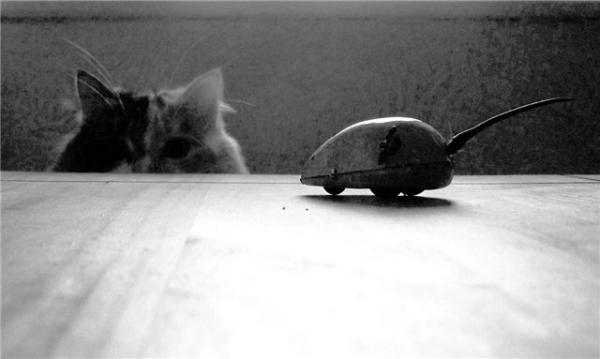 Кошки и мышки (33 фото)