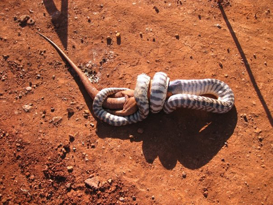 Змея съела игуану (фотографии)