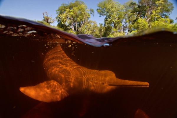 Амазонские дельфины (11 фото)