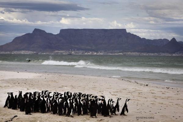 Спасение пингвинов (13 фото)