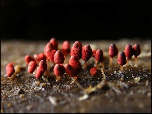 Микроскопические грибы (23 фотографии)