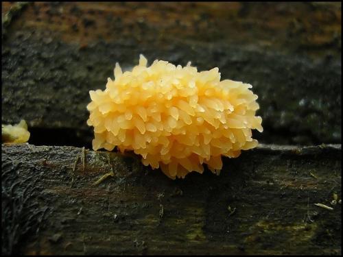 Микроскопические грибы (23 фотографии)