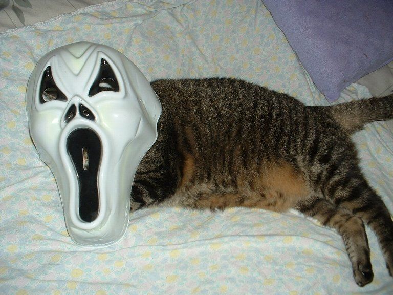 Песня кота из маски. Маска кота. Коты в масках. Котик с маской крик. Котики смешные в маске.