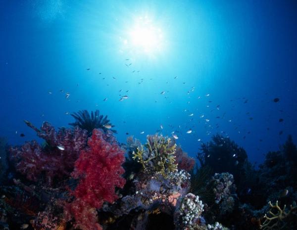 Барьерный риф Австралии (43 фото)