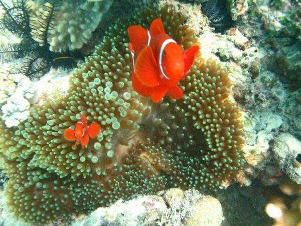 Барьерный риф Австралии (43 фото)