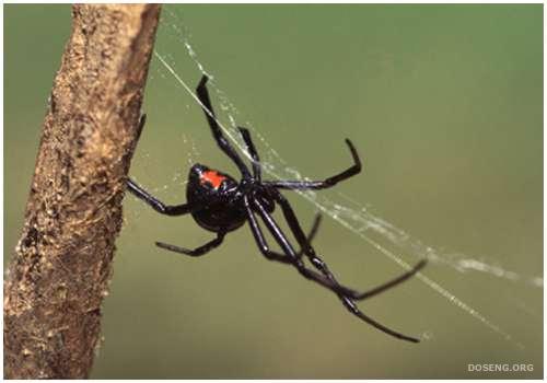 Ядовитые пауки (16 фото)
