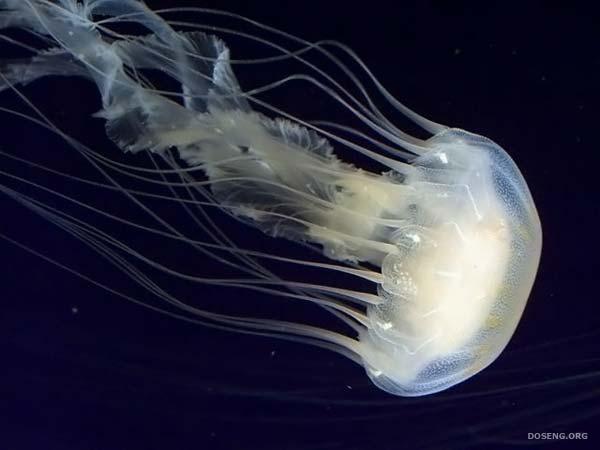 Медузы фото красивые