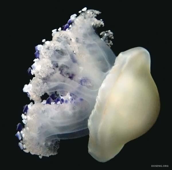 Медузы (15 фото)