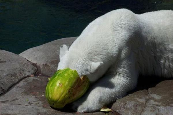 Медведи тоже арбузы едят ) (14 фото)