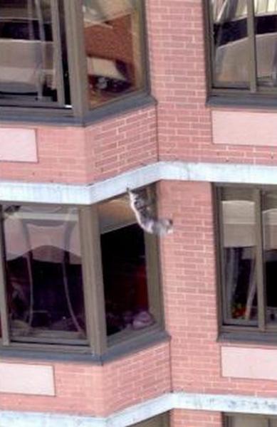 Кот Lucky выжил после падения с 26-го этажа (5 фото)