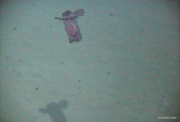 Морской огурец (11 фото)
