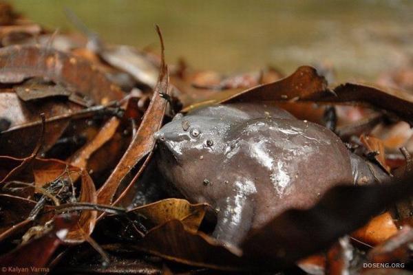 Редкая в мире лягушонка (13 фото)
