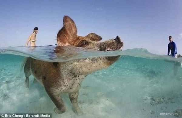 Багамские свинки на отдыхе (25 фото)