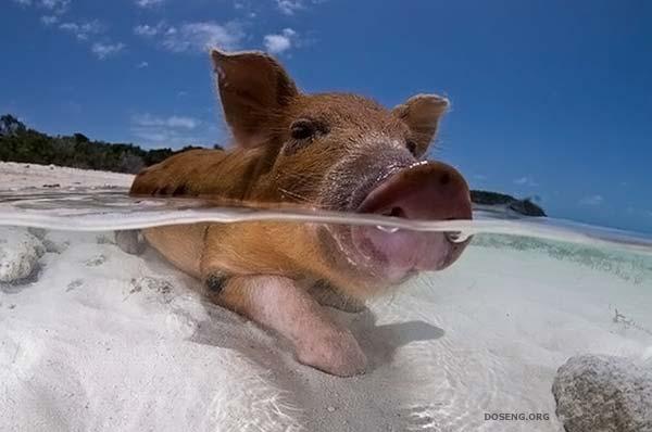 Багамские свинки на отдыхе (25 фото)