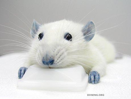 Голубая мышка (4 фото)