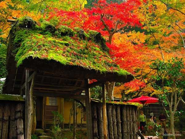 Красота Японского сада (44 фото)