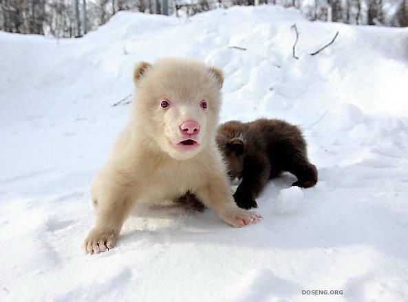 Чудо природы - медвеженок альбинос (14 фото)