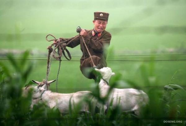 Жизнь козла в Северной Корее (3 фото)