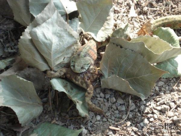 Змея съела лягушонка (20 фото)