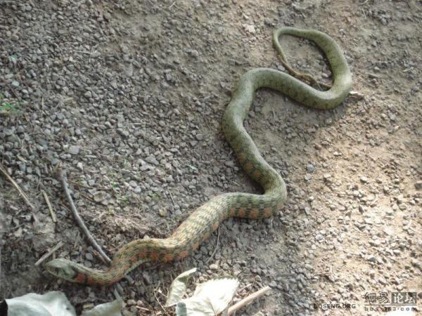 Змея съела лягушонка (20 фото)