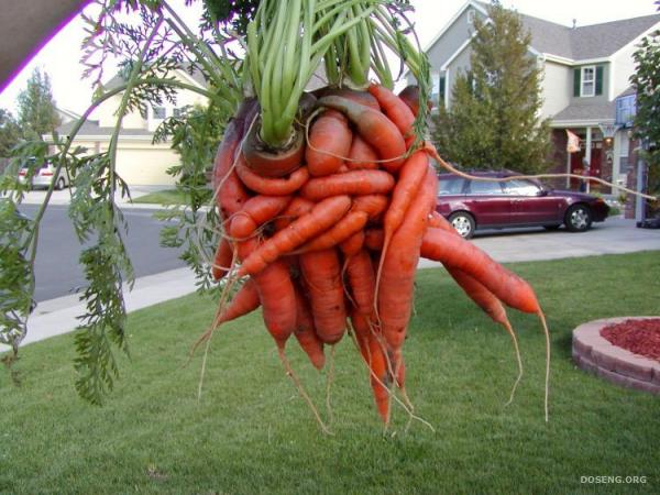 Забавная морковка (5 фото)
