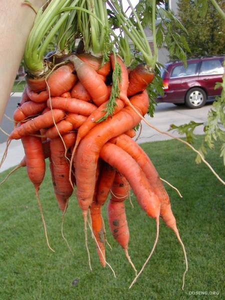 Забавная морковка (5 фото)