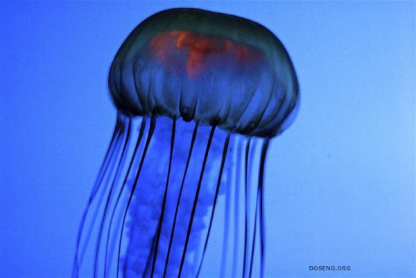 Медузы (38 фото)