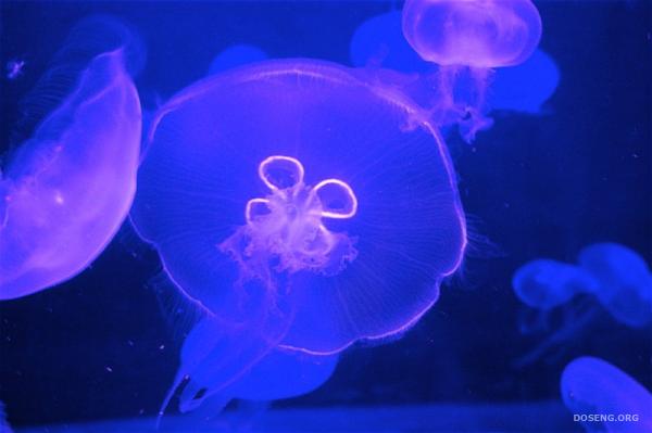 Медузы (38 фото)