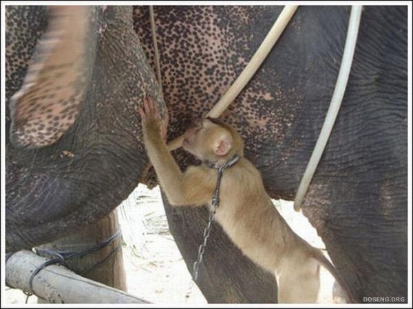 Обезьянка кормит слона (7 фото)