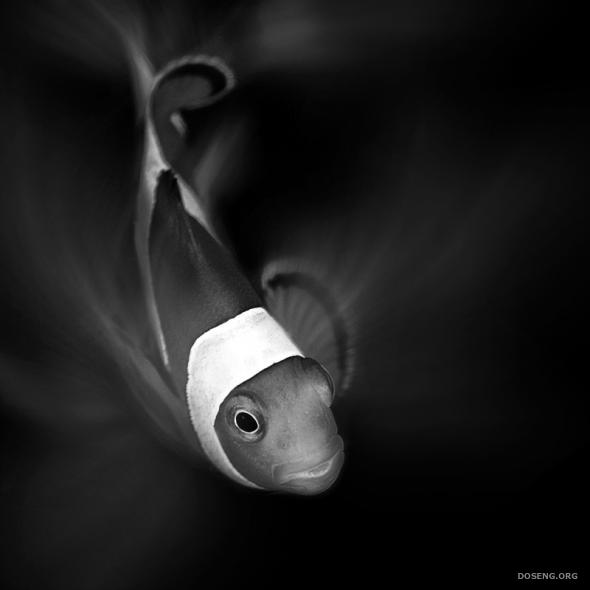 Рыбки (9 фото)
