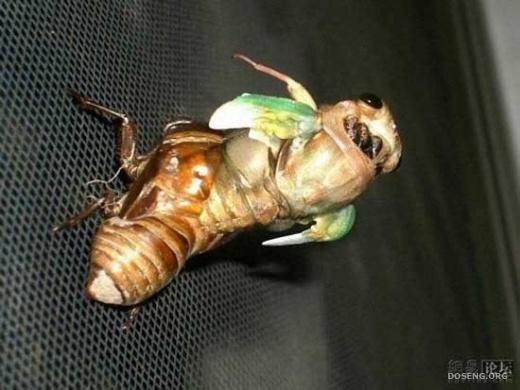 Рождение цикады (8 фото)