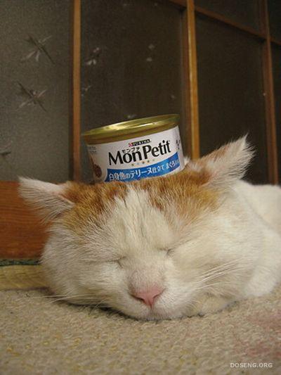 Самый крутой кот в мире ))
