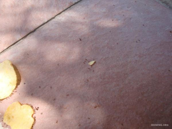 История о том, как муравьи воровали чипсы (26 фото)