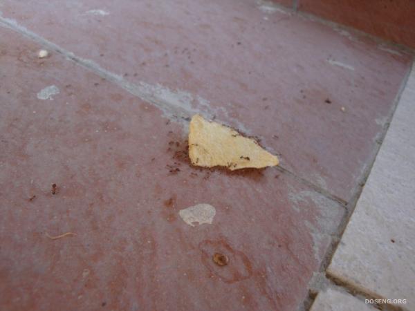История о том, как муравьи воровали чипсы (26 фото)