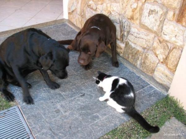 Кошки и собаки, позитивчик (54 фото)