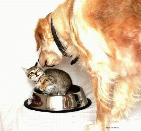 Кошки и собаки, позитивчик (54 фото)