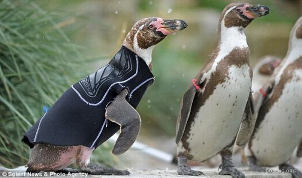 Специальный костюм для пингвина (4 фото)