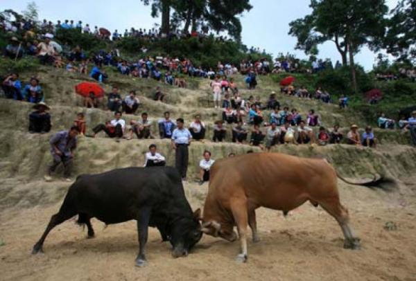 Бои быков в Китае (4 фото)