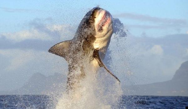 Прыжок огромной белой акулы (3 фото)