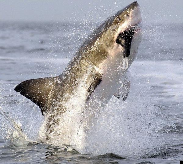 Прыжок огромной белой акулы (3 фото)