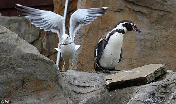Чайка и пингвин (3 фото)