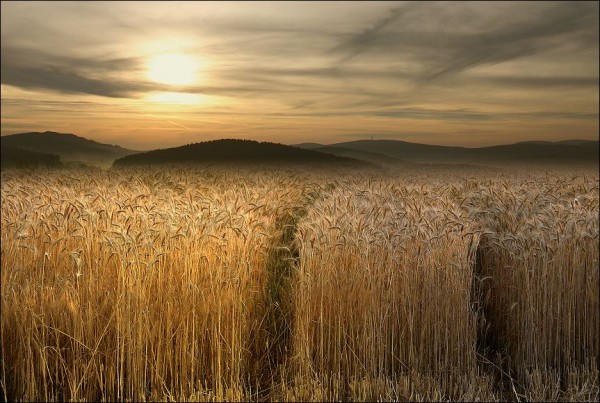     Veronika Pinke (30 )