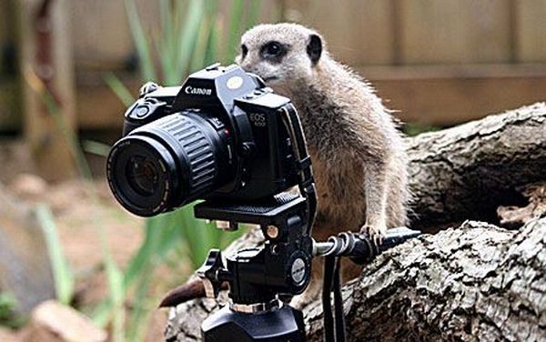 Животные и фотоаппарат (36 фото)
