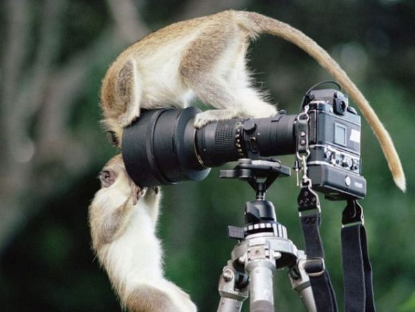 Животные и фотоаппарат (36 фото)