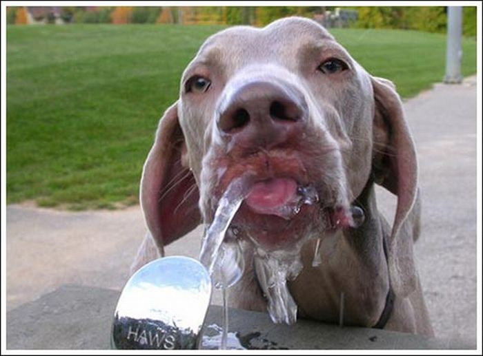 Сильный сушняк. Собака пьет воду. Животные пьют воду. Жажда у животных. Смешно пьют воду.