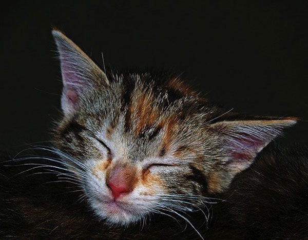 Спящие котики (19 фото)